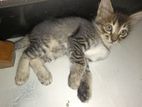 Kitten for Kind Home