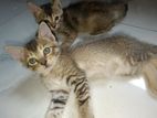 Kitten for Kind Home