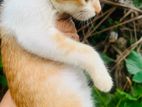 Kittens for Kind Home