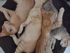 Kittens for Kind Home
