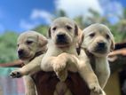 Labrador Puppies