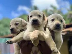 Labrador Puppies