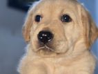 Labrador Retriever Puppies
