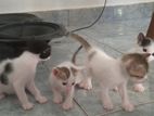 Cute Little Kittens for Kind Home