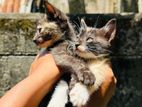 Kittens for Kind Home