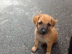 Male Puppies for Kind Home