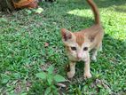 Cute Orange Cat