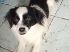 Papillon Female Dog