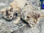Cute Persian Kittens