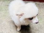 Pomeranian Female Puppy