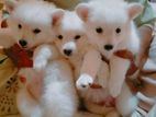 Pomeranian Puppy