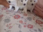Pomeranian Puppy
