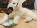 Persian Cat