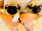 Pug Puppies