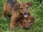 Puppies for Kind Home