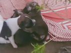 Cute puppies for kind home