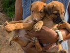 Puppies For Kind Home