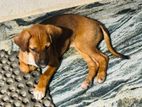 Puppy for Kind Home