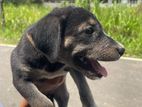 Puppy for Kind Home