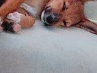 Cute puppy for kind home