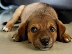 Cute Puppy Looking for A Kind Home