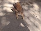 Cute Puppy Looking For A Loving Home