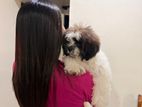 Shih Tzu Puppy