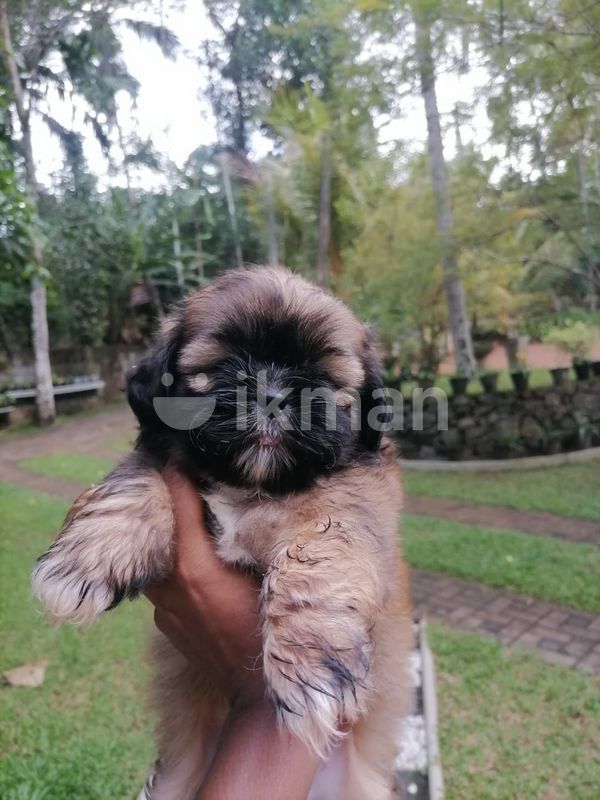 Shih Tzu Puppies for Sale in Gampaha City ikman