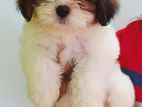 Cute Shih Tzu Puppies - Vaccinated