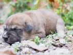 Puppies for Kind Home