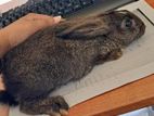 Rabbits