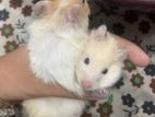Cute White Hamster