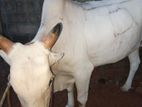சவாரி மாடு
