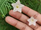 Cypress Vine White Seeds