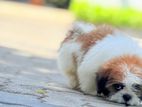 Shih Tzu Puppies