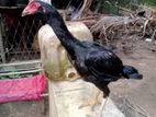 දෑති කිකිලි