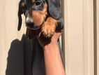 Dachshund Puppy.