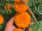 දාස්පෙතියා මල්