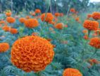 දාස්පෙතියා මල්