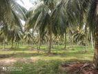 Dabakeleyaya Karavitagare Coconut Land for Sale