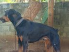 Doberman Dog