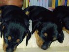 Dachahund Puppies
