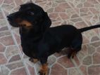 Dachand dogs for crossing