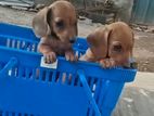Dachhund