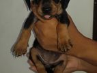 Dachshant pupies
