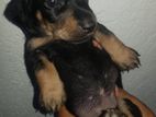 Dachshund Puppy