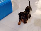 Dachshound Puppies