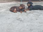 Dachshund 2 Female Dogs