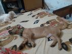 Dachshund Puppy