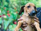 Dachshund බල්ලන්